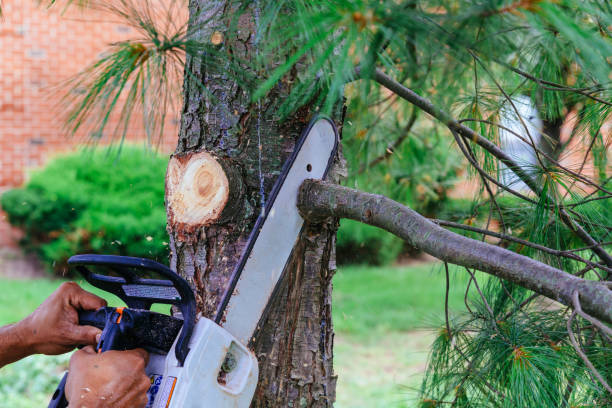 Professional Tree Removal and Landscaping Services in Beechwood Trails, OH